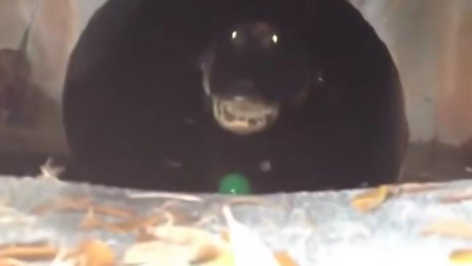Have You Seen This? Alligator in sewer drain will haunt your