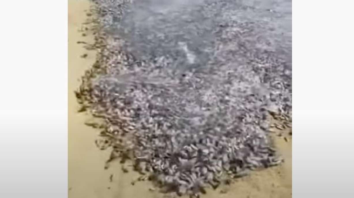 A river of fish flop in the sand in a video compilation posted Oct. 6.