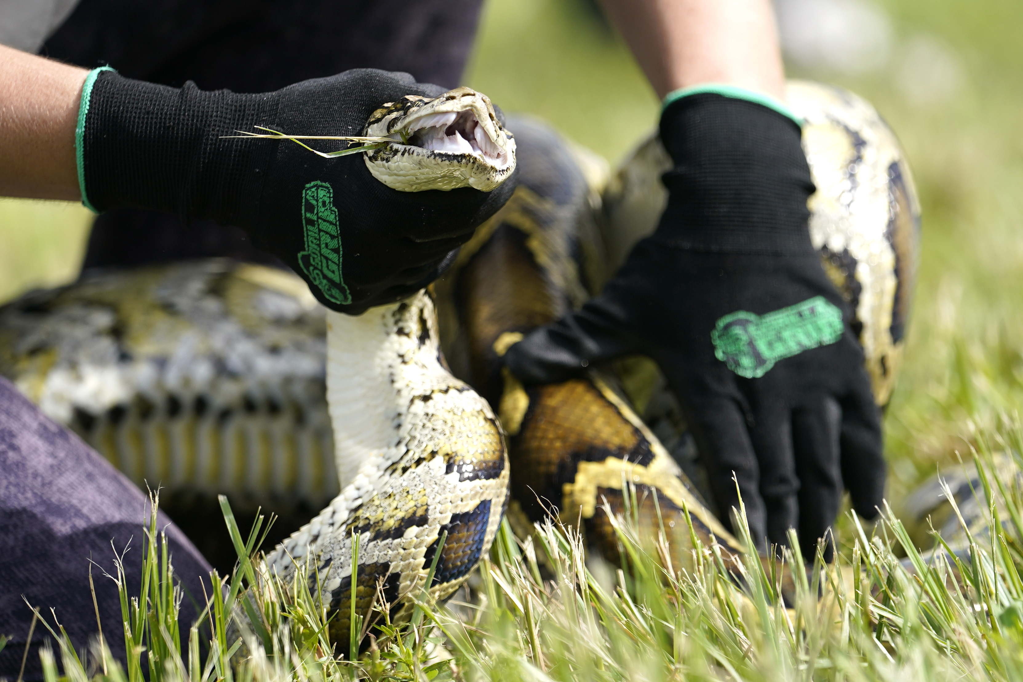 A Burmese python is held during a safe capture demonstration on June 16 in Miami. A 19-year-old South Florida man captured 28 Burmese pythons during a 10-day competition that was created to increase awareness about the invasive species, and the threats they pose to the state's ecology.