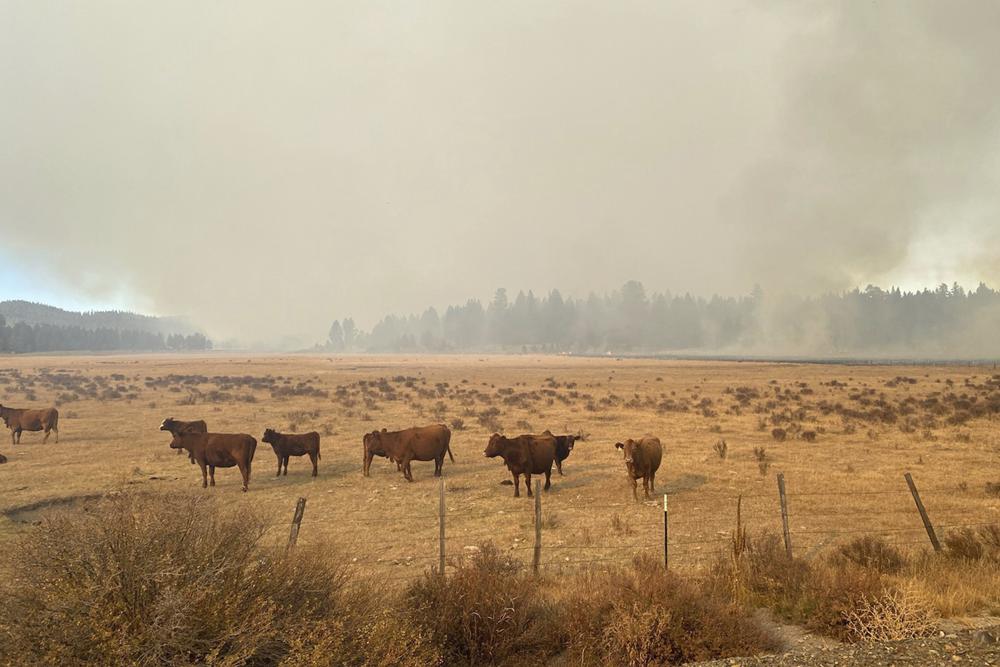 Smoke from a prescribed burn looms over cattle belonging to the Holliday family on Oct. 19, near the town of John Day, Ore. The fire spread onto the Holliday's ranch that day. The family is applauding the arrest of the leader of a U.S. Forest Service crew that carried out the prescribed burn in the Malheur National Forest.
