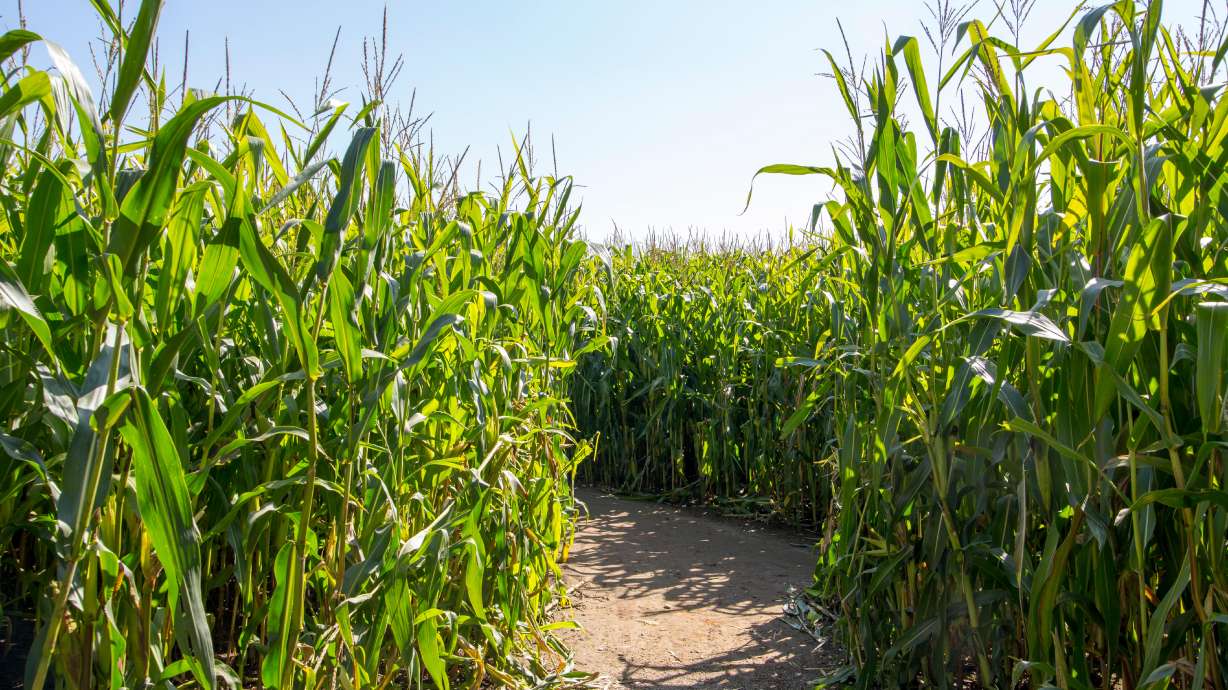 Police are seeking more information about a man they say attempted to kidnap a teenager at a popular corn maze in Lehi.