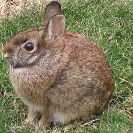 Utahns Getting Ready For the Rabbit Hunt