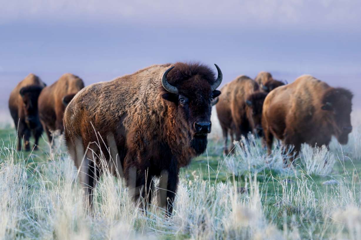 "The Boys are Back" shows bison roaming the grounds of Antelope Island.