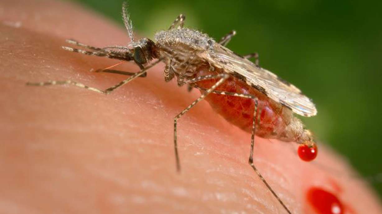 A female Anopheles stephensi mosquito crouching forward and downward on her forelegs on a human skin surface. Scientists said Tuesday that the invasive mosquito species Anopheles stephensi was likely responsible for a large outbreak of malaria in Ethiopia earlier this year.