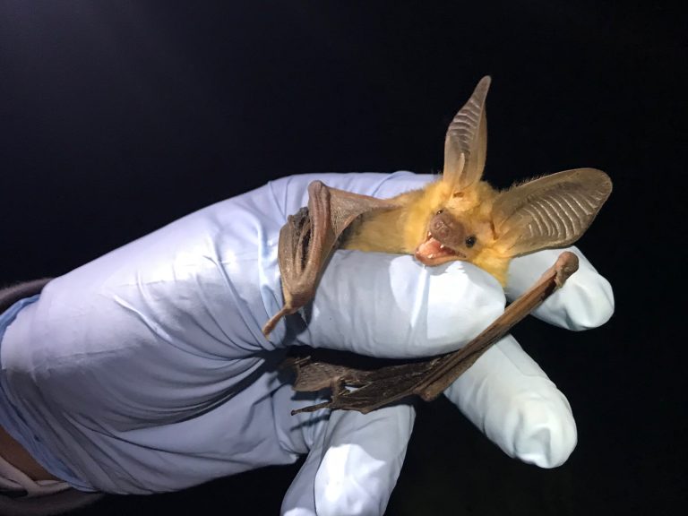 The pallid bat in Zion National Park has a wingspan of 16 inches and does not solely rely on echolocation to hunt, but also uses its large ears to listen. Zion's bat program is teaming up with climbers to discover more about bats.