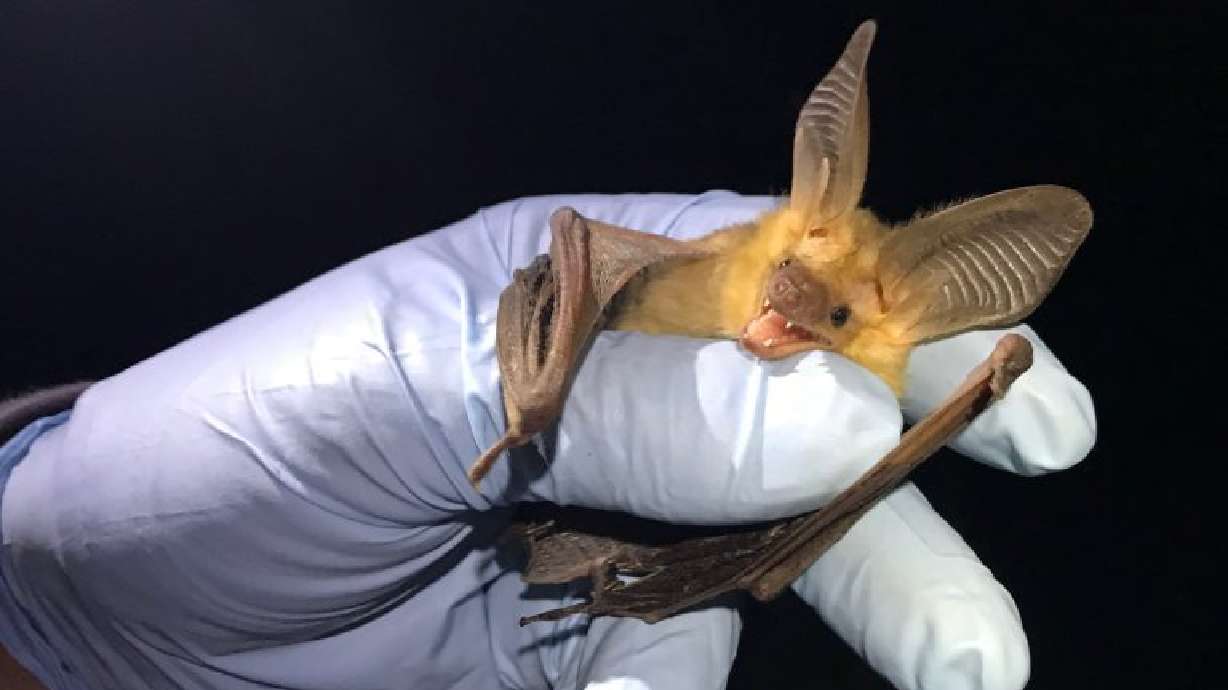 The pallid bat in Zion National Park has a wingspan of 16 inches and does not solely rely on echolocation to hunt, but also uses its large ears to listen. Zion's bat program is teaming up with climbers to discover more about bats.