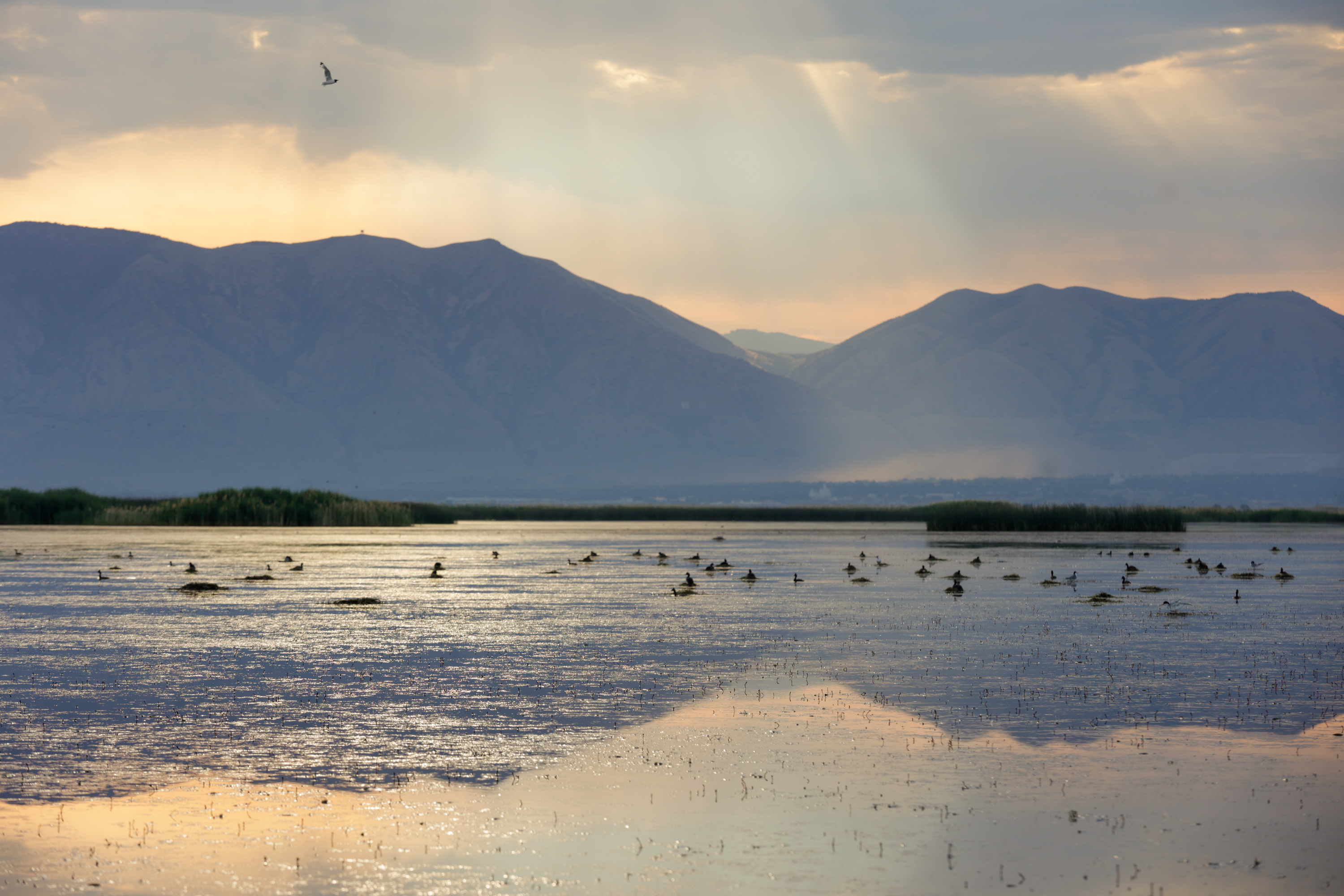 The Great Salt Lake wetlands near Corinne, Box Elder County, on July 13. Congress passed a bill Monday that helps fund studies of saline lakes in Great Basin states, like the Great Salt Lake, over the next five years. It's up to President Joe Biden to sign it.