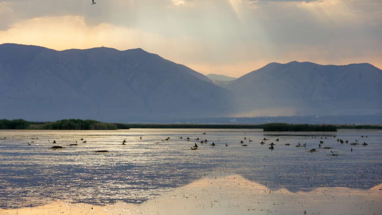 Birds fly over and nest along the Great Salt Lake wetlands near Corinne, Box Elder County, on Wednesday, July 13. Ducks Unlimited announced a new fundraising initiative Tuesday that will fund projects that benefit the wetlands.