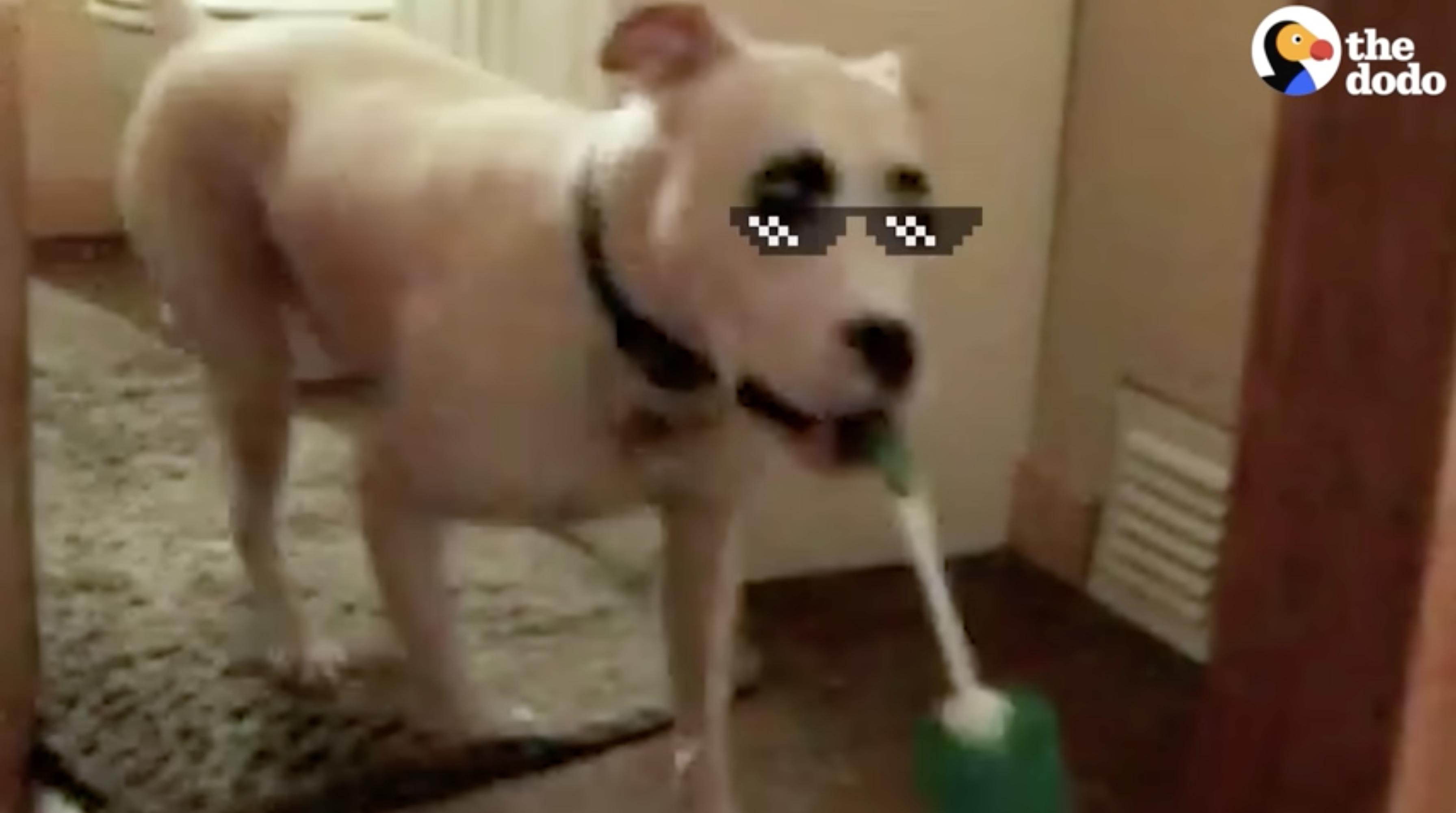 Simon the dock-diving dog is shown stealing a toilet bowl scrubber from his owner's bathroom.