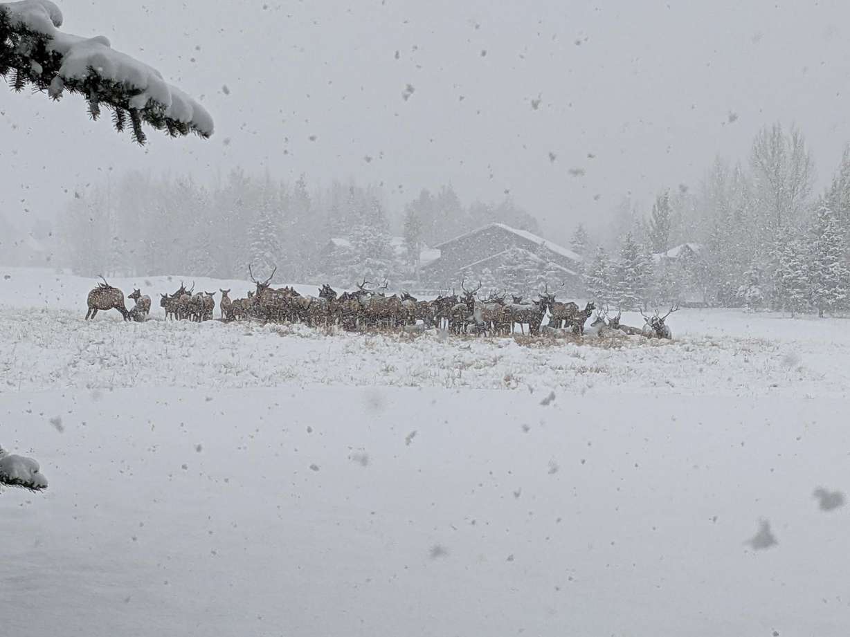 Over a foot of new snow fell in Park City this week, bringing wildlife into tow, as the local elk herd took up residence at the Park Meadows golf course.
