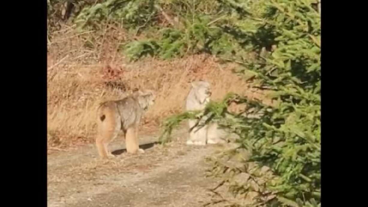 A couple of lynxes whine at each other in this image from a video captured in October in the Oxbow area of Aroostook County, Maine.