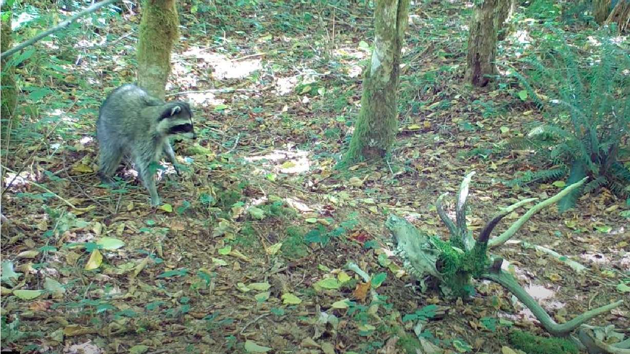 A raccoon is apparently spooked by the appearance of an elk skull in a backyard in this video from August 2020.