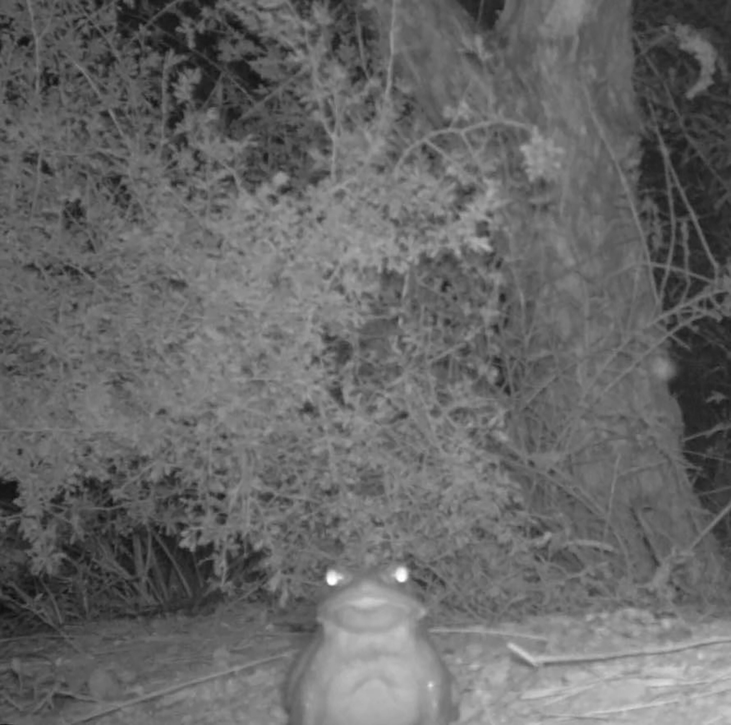 Black and white motion sensor camera capture of Sonoran desert toad at Organ Pipe Cactus National Monument, Arizona. The National Park Service is warning that people should refrain from licking the toad.