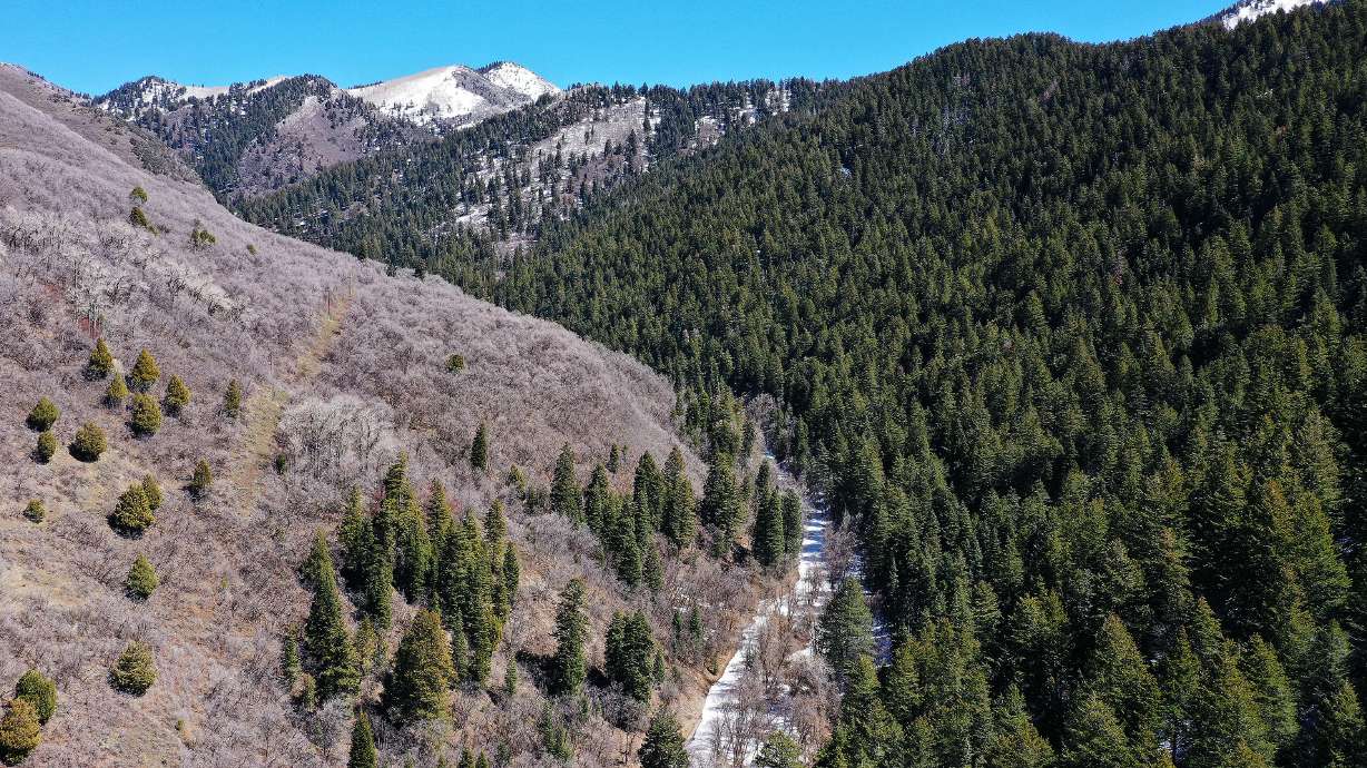 An aerial photo of Millcreek Canyon on Wednesday, April 6. The canyon is closed for parts of Tuesday, Wednesday and Thursday this week as Rocky Mountain Power crews remove about 150 power poles.