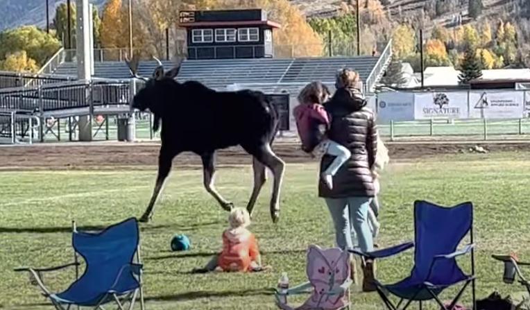 A moose interrupts a youth soccer game Oct. 15.