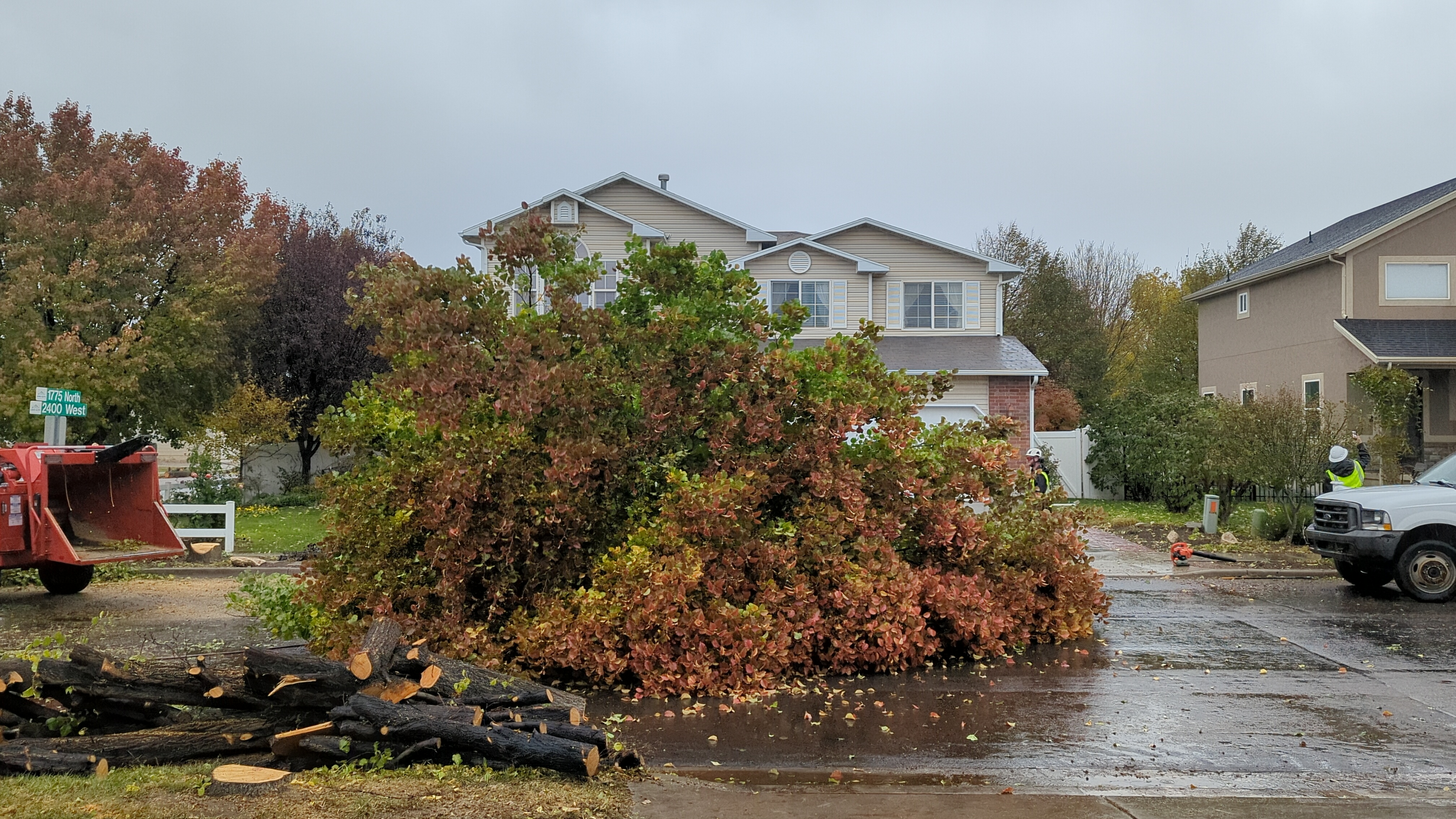 A felled tree in the Olympic Park neighborhood in Lehi is pictured this week. The city has begun removing more than 300 trees from the neighborhood, citing liability concerns.