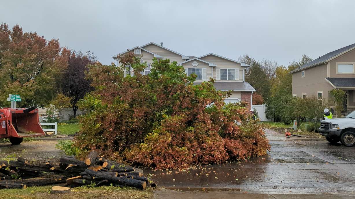 A felled tree in the Olympic Park neighborhood in Lehi is pictured this week. The city has begun removing more than 300 trees from the neighborhood, citing liability concerns.