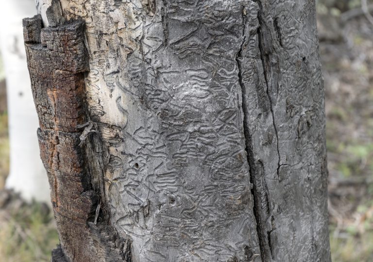 This file photo shows a stump covered in gallery carvings caused by bark beetles at Duck Creek on July 7, 2021.
