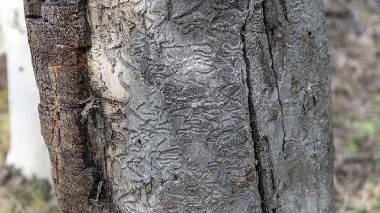 This file photo shows a stump covered in gallery carvings caused by bark beetles at Duck Creek on July 7, 2021.