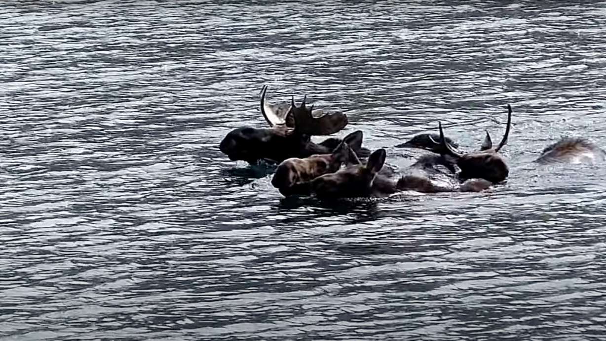 A group of moose floats together in a Colorado river.