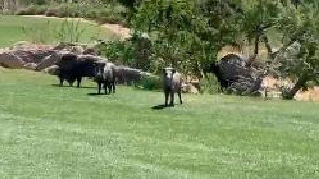 A herd of javelinas, which are similar to wild boards, visited a golf course in Arizona in this post on Twitter last week.