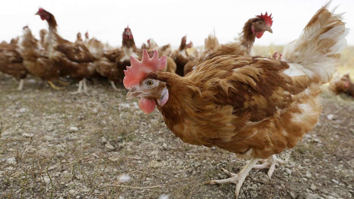 Chickens walk in a fenced pasture at an organic farm in Iowa on Oct. 21, 2015. Nebraska agriculture officials say another 1.8 million chickens must be killed after bird flu was found on a farm in the latest sign that the outbreak that has already prompted the slaughter of more than 50 million birds nationwide continues to spread.