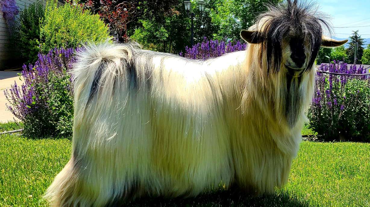 Jukebox is pictured in Millville, Utah, on June 16, 2021. Jukebox won the 2022 Top Winning Mini Silky of the year.