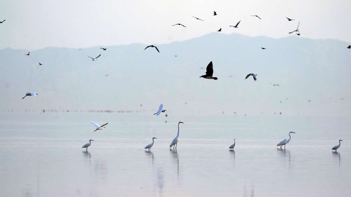 Birds take flight in the Salton Sea on the Sonny Bono Salton Sea National Wildlife Refuge on July 15, 2021, in Calipatria, Calif. The federal government said Monday it will spend $250 million over four years on environmental cleanup and restoration work around the drying Southern California lake that's fed by the depleted Colorado River.