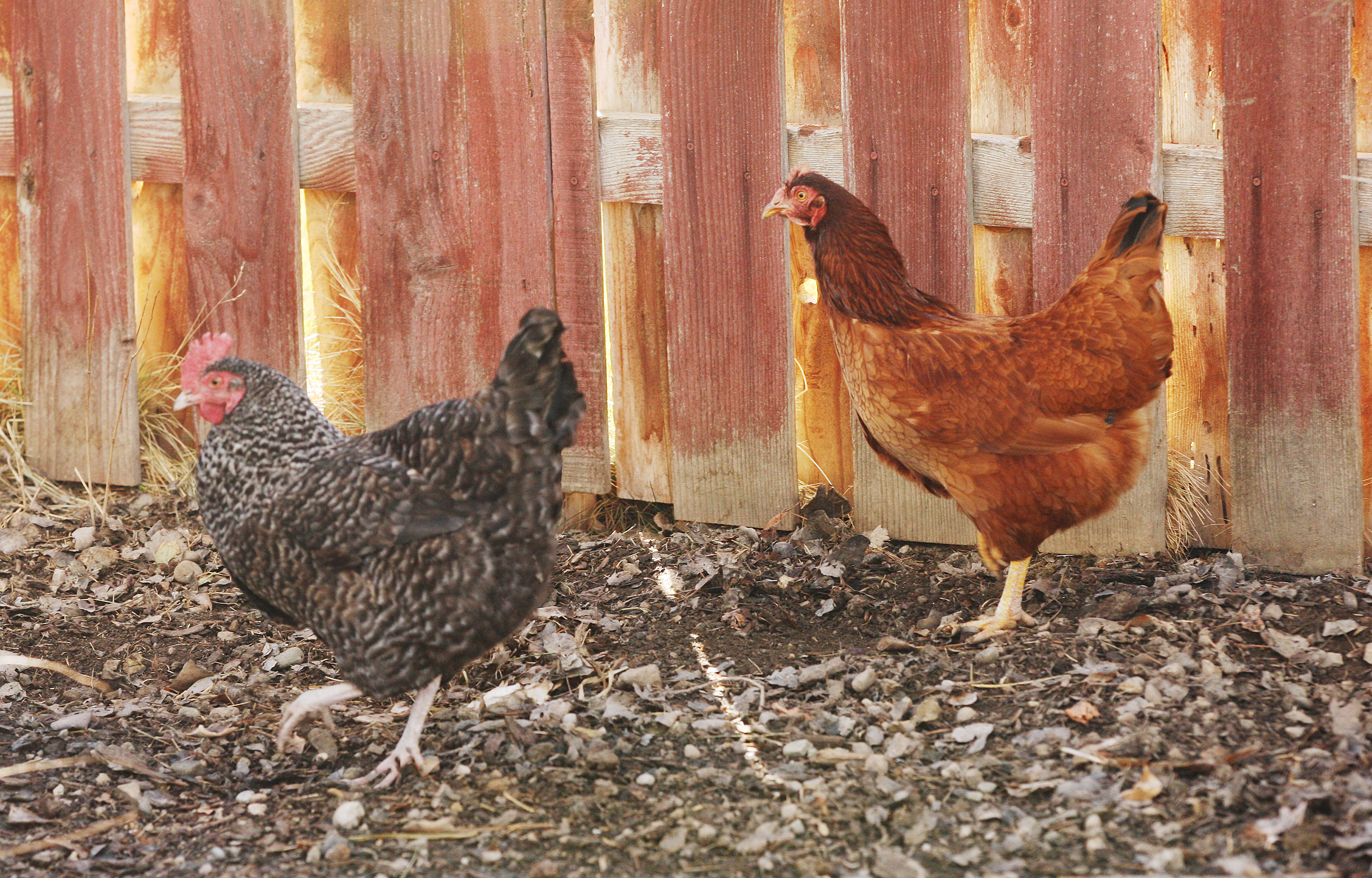 Chickens wander in the backyard of a Woods Cross home on Feb. 11, 2015. The Utah Department of Agriculture and Food said Friday avian flu was recently detected in a Salt Lake County backyard flock, and three turkey farms in Piute County.
