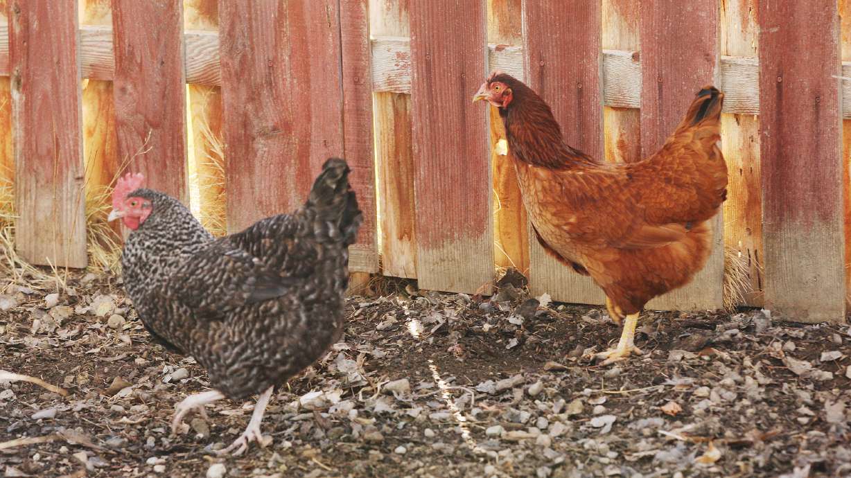 The Utah Department of Agriculture and Food reported two additional cases of avian flu in Utah.