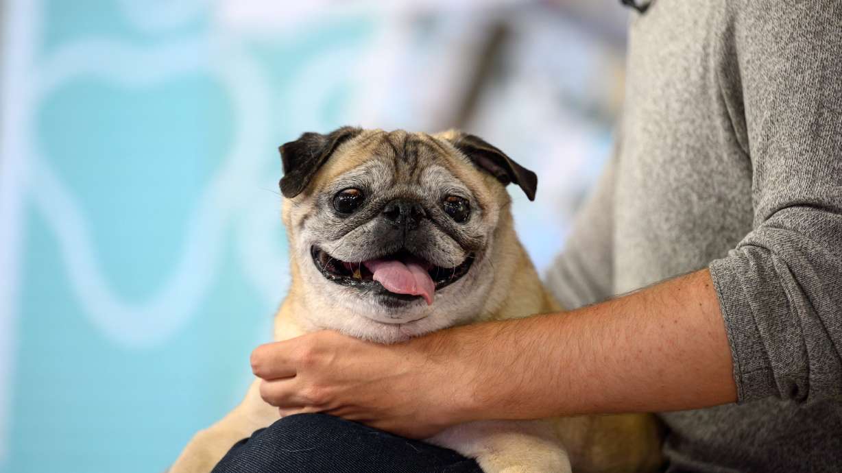 Noodle the Pug, seen here on June 8, has died. The geriatric pug who captured hearts across the internet for his "bones or no bones" ritual, has died at age 14, his owner says.