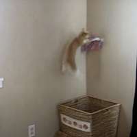 Have You Seen This? Turns out cats can 'help' with household chores