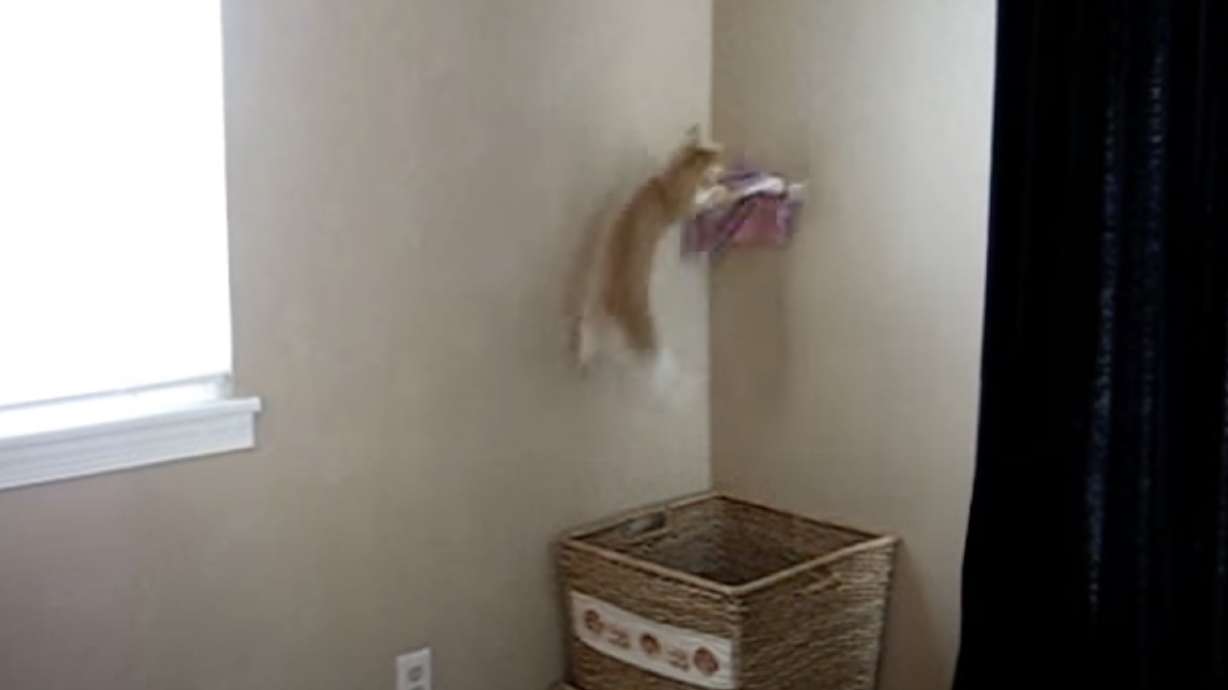 Laundry day gets a little more fun for this household with an energetic kitten.
