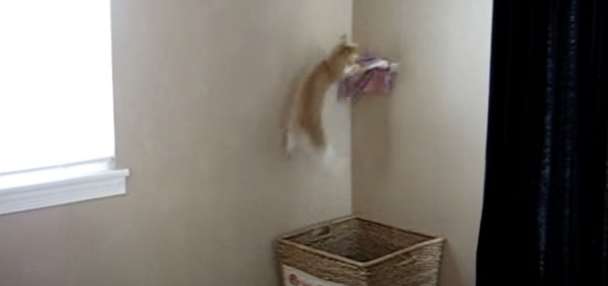 Have You Seen This? Turns out cats can 'help' with household chores