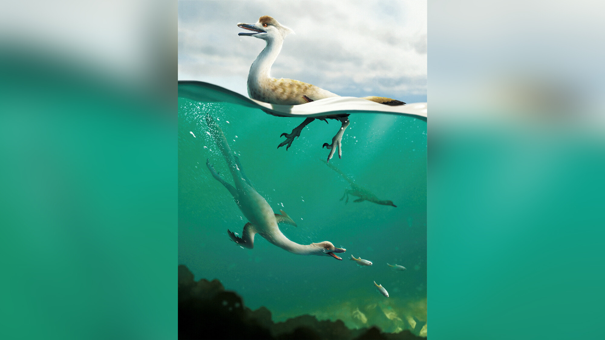 An artist's life reconstruction of the bird-like Cretaceous Period dinosaur Natovenator polydontus, which boasted a streamlined body resembling those of diving birds.