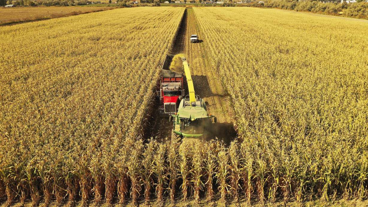 Ron Gibson, a seventh-generation Ogden dairy farmer, chops corn to feed his cows in Hooper, Weber County, on Oct. 9, 2020.