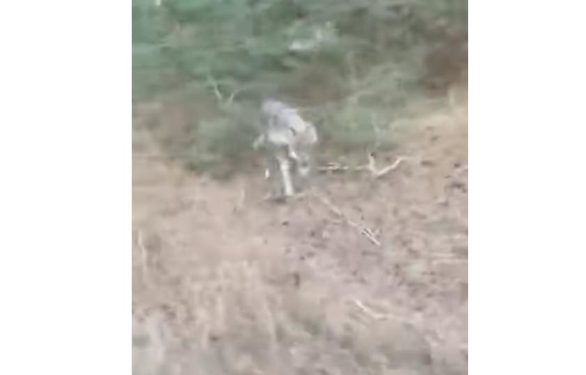 A wolf charges a bicyclist in this video captured in the Netherlands.
