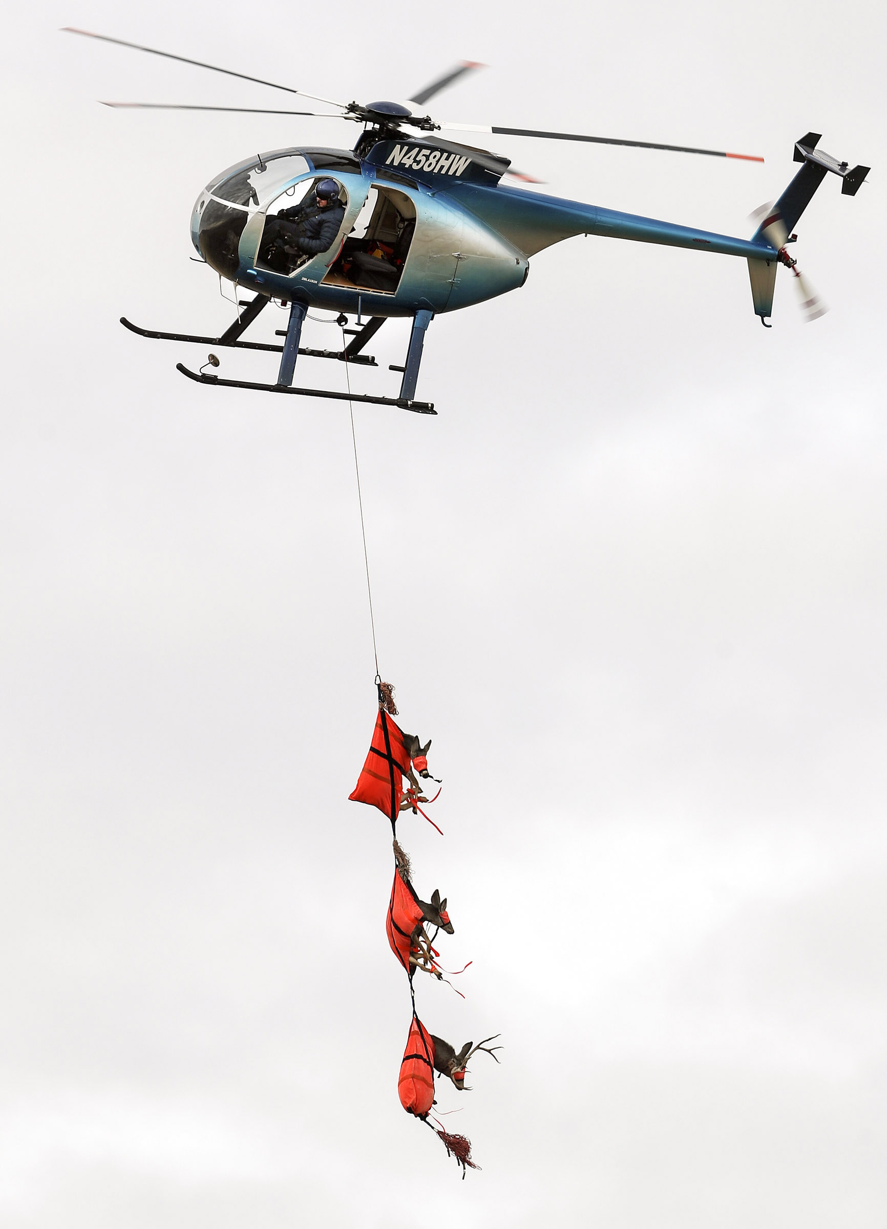 A helicopter transports three mule deer on Antelope Island with Utah Division of Wildlife Resources biologists on Nov. 18, 2019. Three crew members of a similar helicopter from the Division of Wildlife Resources that crashed were rescued off a steep peak in the La Sal Mountains on Thursday.