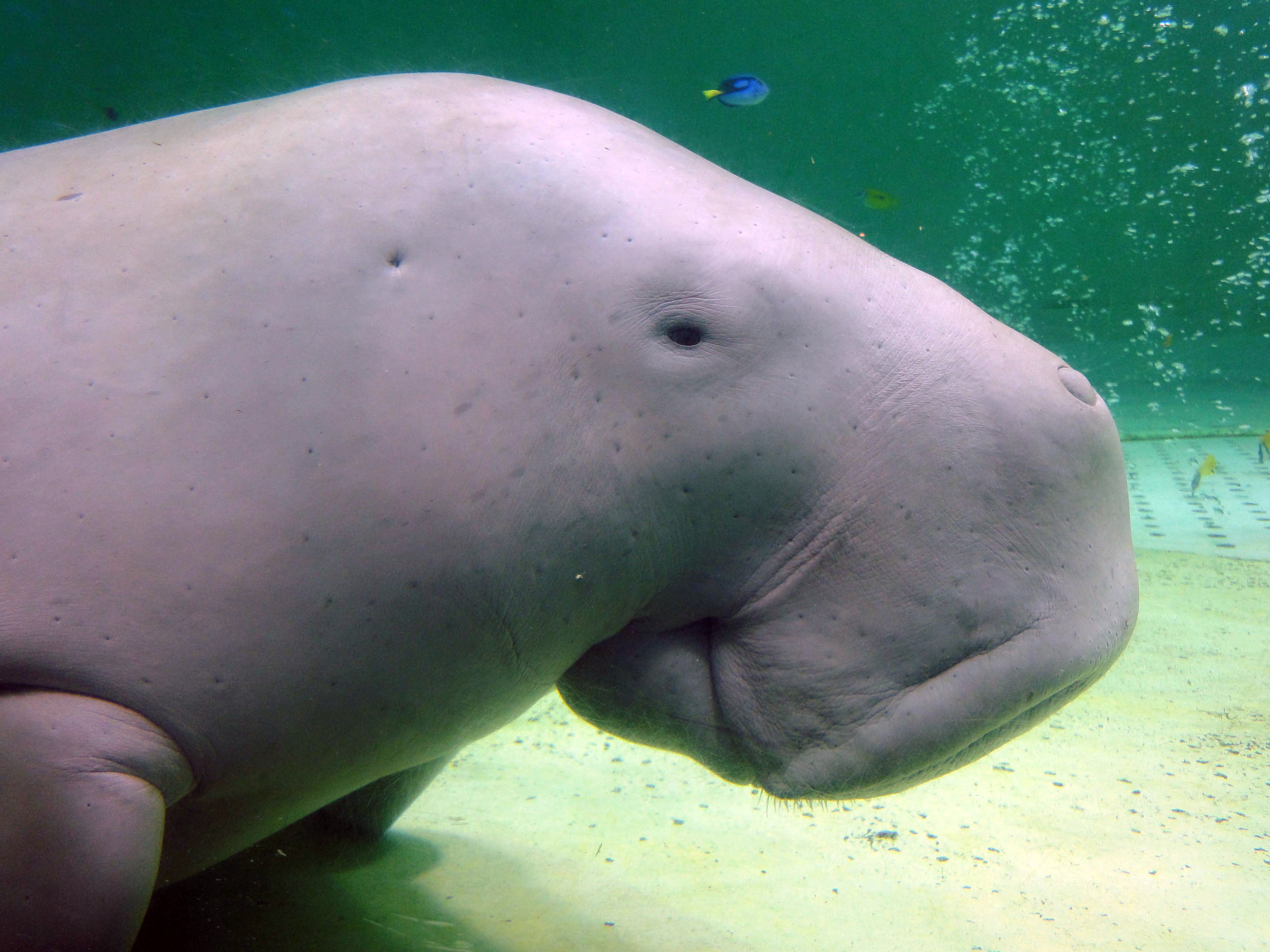 Serena, a dugong, swims at the Toba Aquarium in Toba, Japan on Sept. 5, 2012. Populations of the vulnerable species of marine mammal, numerous species of abalone and a type of Caribbean coral are now threatened with extinction, an international conservation organization said Friday.