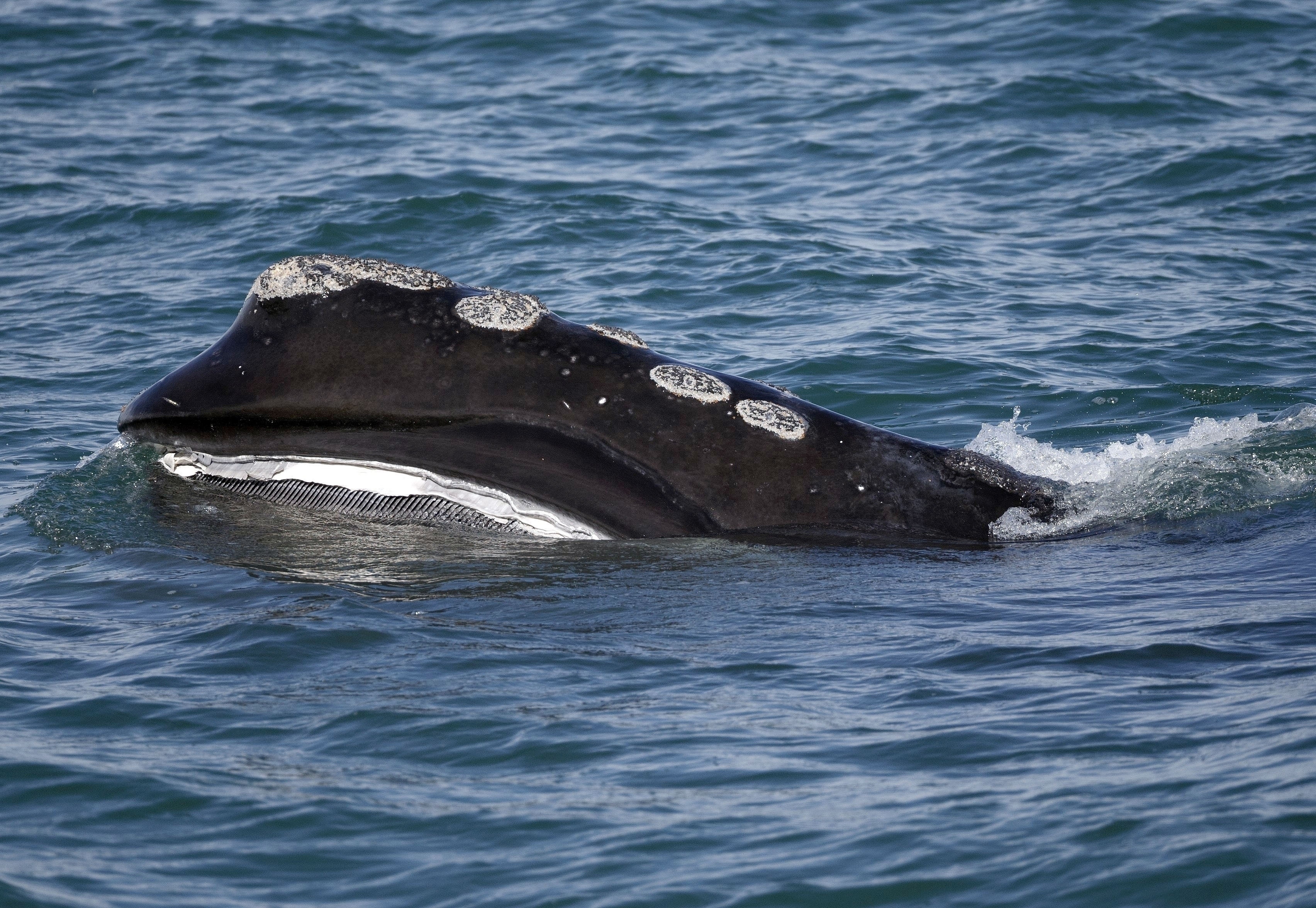 In this March 28, 2018, photo, a North Atlantic right whale feeds on the surface of Cape Cod Bay off the coast of Plymouth, Mass. The International Union for Conservation of Nature Red List sometimes overlaps with the species listed under the U.S. Endangered Species Act, such as in the case of the North Atlantic right whale.