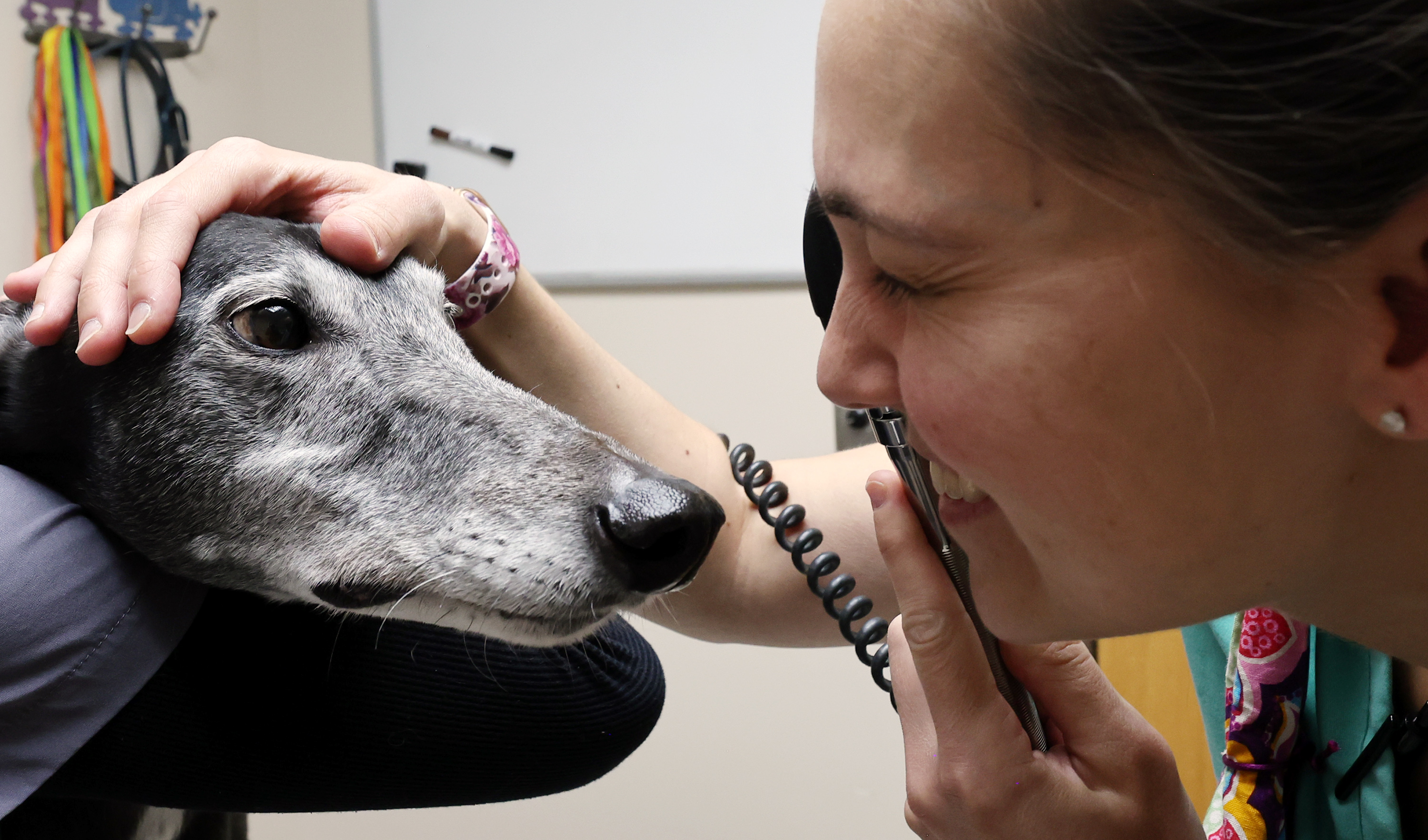 Dr. Alex Lynn examines Dash at Hunter Animal Hospital in West Valley City on Monday, Dec. 5.