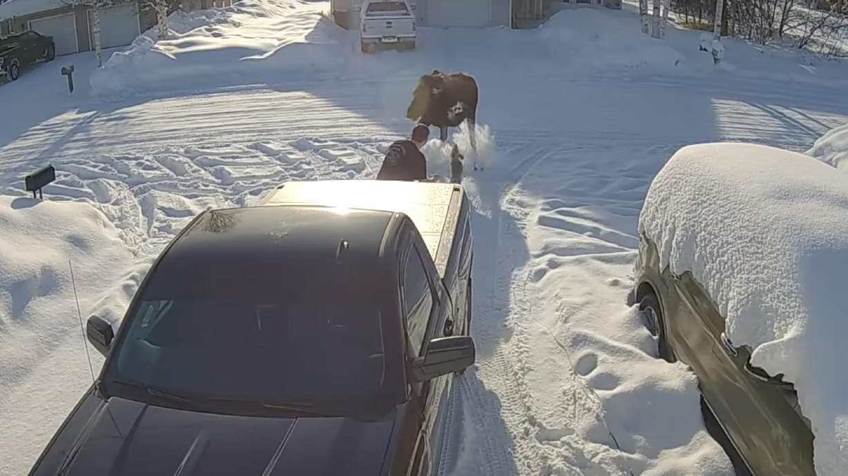 A man was charged at by a moose when his small, trusty dog jumped in front of him and barked at the moose.