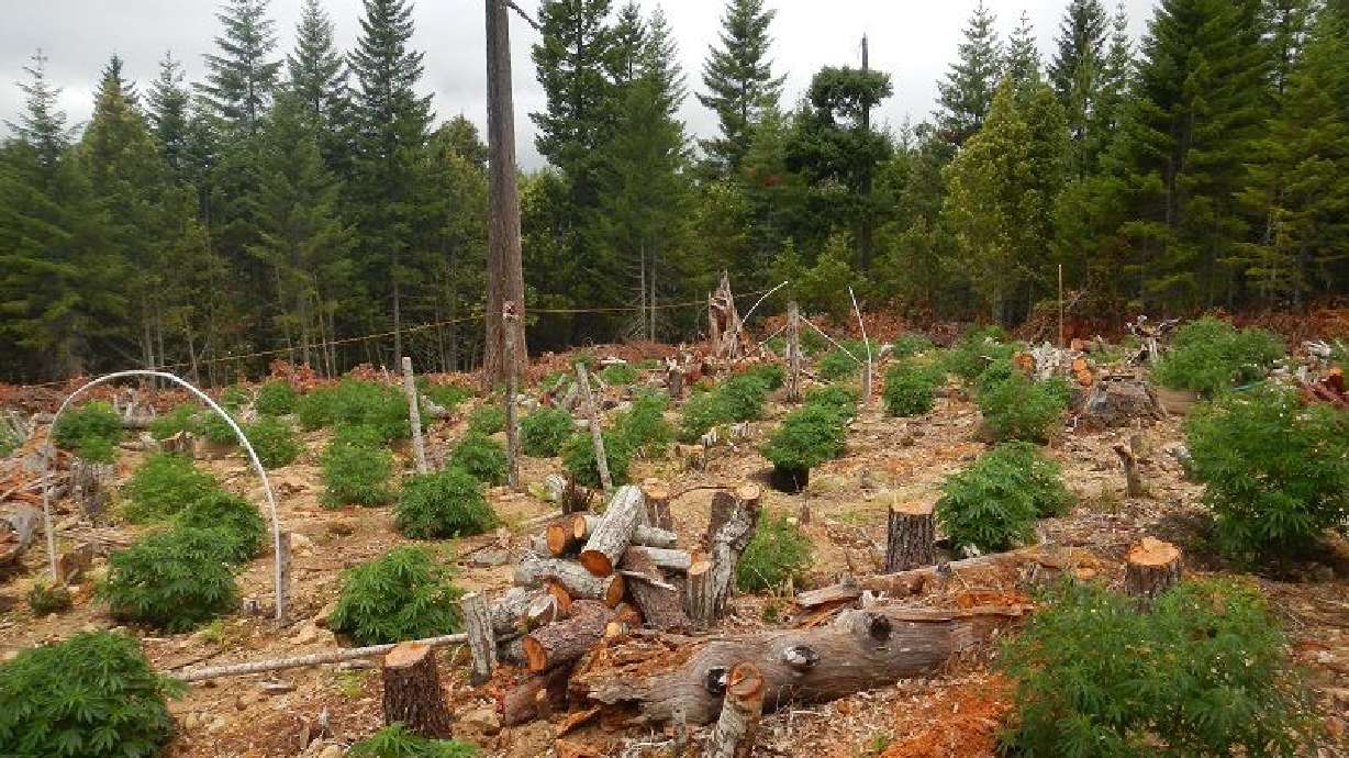 In this undated photo provided by the California Department of Fish and Wildlife, fallen trees are shown amid a marijuana farm in the Klamath River watershed, just outside the Yurok Reservation near Klamath, California.