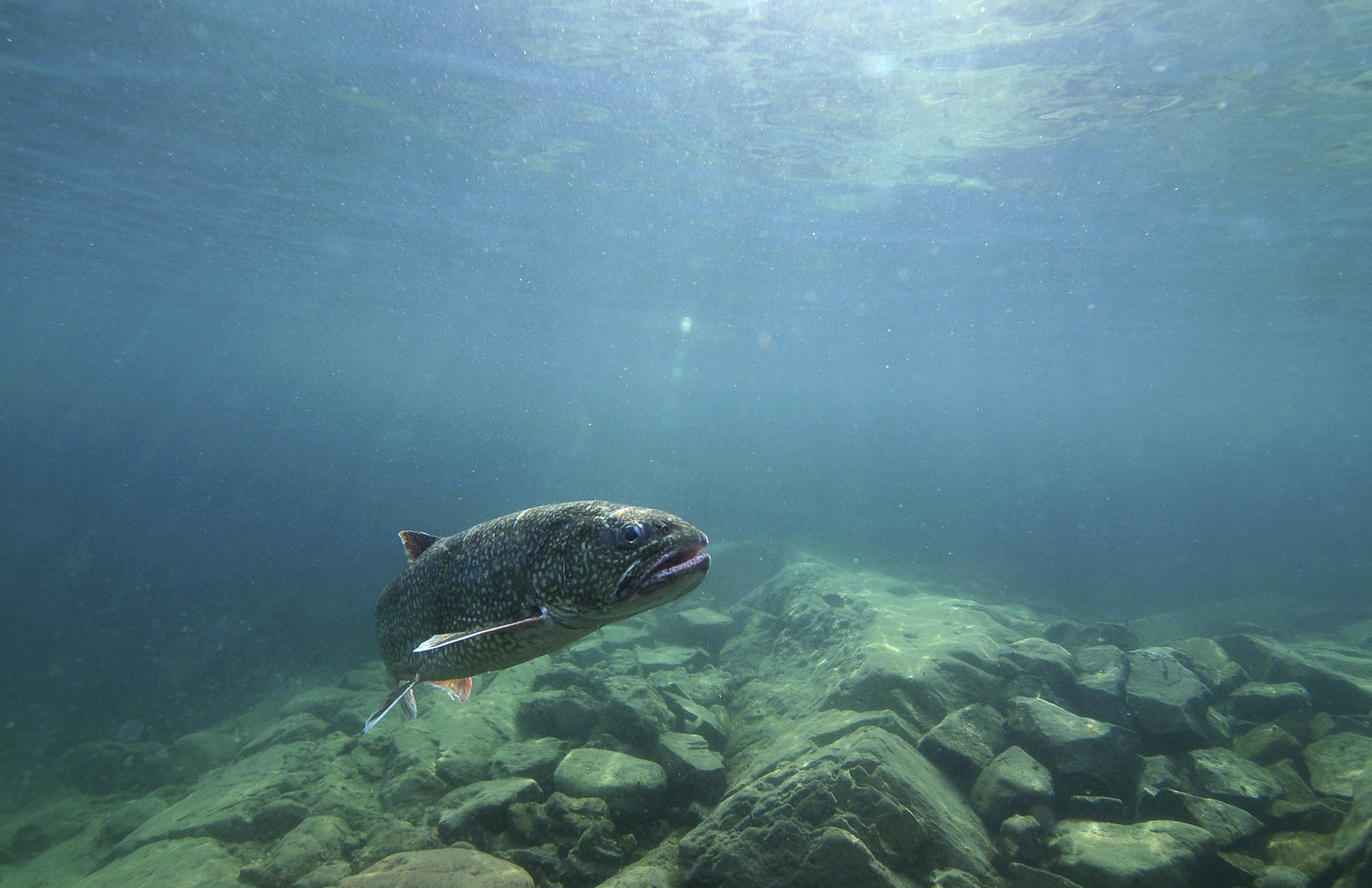 FILE - In this photo provided by the Great Lakes Fishery Commission, a lake trout swims off Isle Royale, Mich., in Lake Superior, Sept. 12, 2018. Four Native American tribes have agreed with Michigan and federal officials on a revised fishing policy for parts of three of the Great Lakes, officials said Monday, Dec. 12, 2022. 