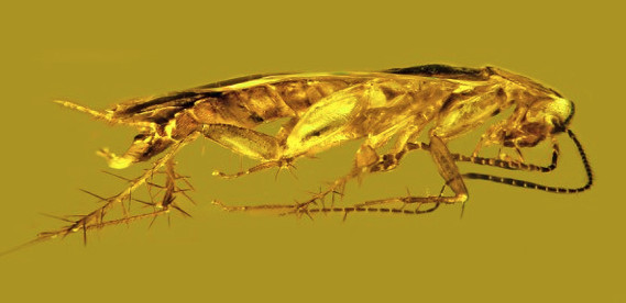 George Poinar Jr., professor emeritus in the Oregon State University College of Science, has identified a new cockroach species. The male specimen, which Poinar named Supella dominicana and is pictured here, was found in the Dominican Republic and is about 30 million years old.