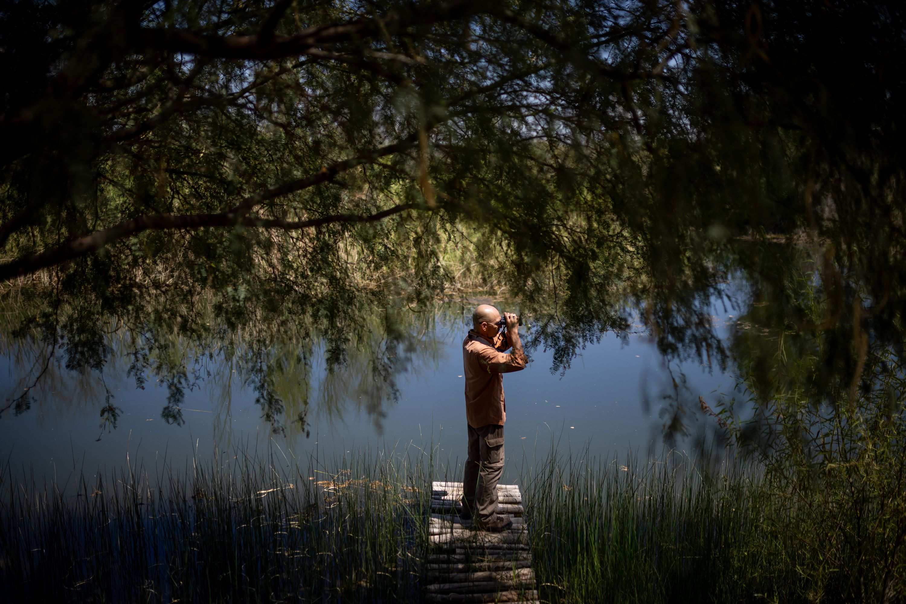 Tomás Enrique Rivas Salcedo, a restoration specialist for the Sonoran Institute, looks for wildlife on the banks of the Colorado River in a restoration area his organization established in Baja California, Mexico, on June 23.