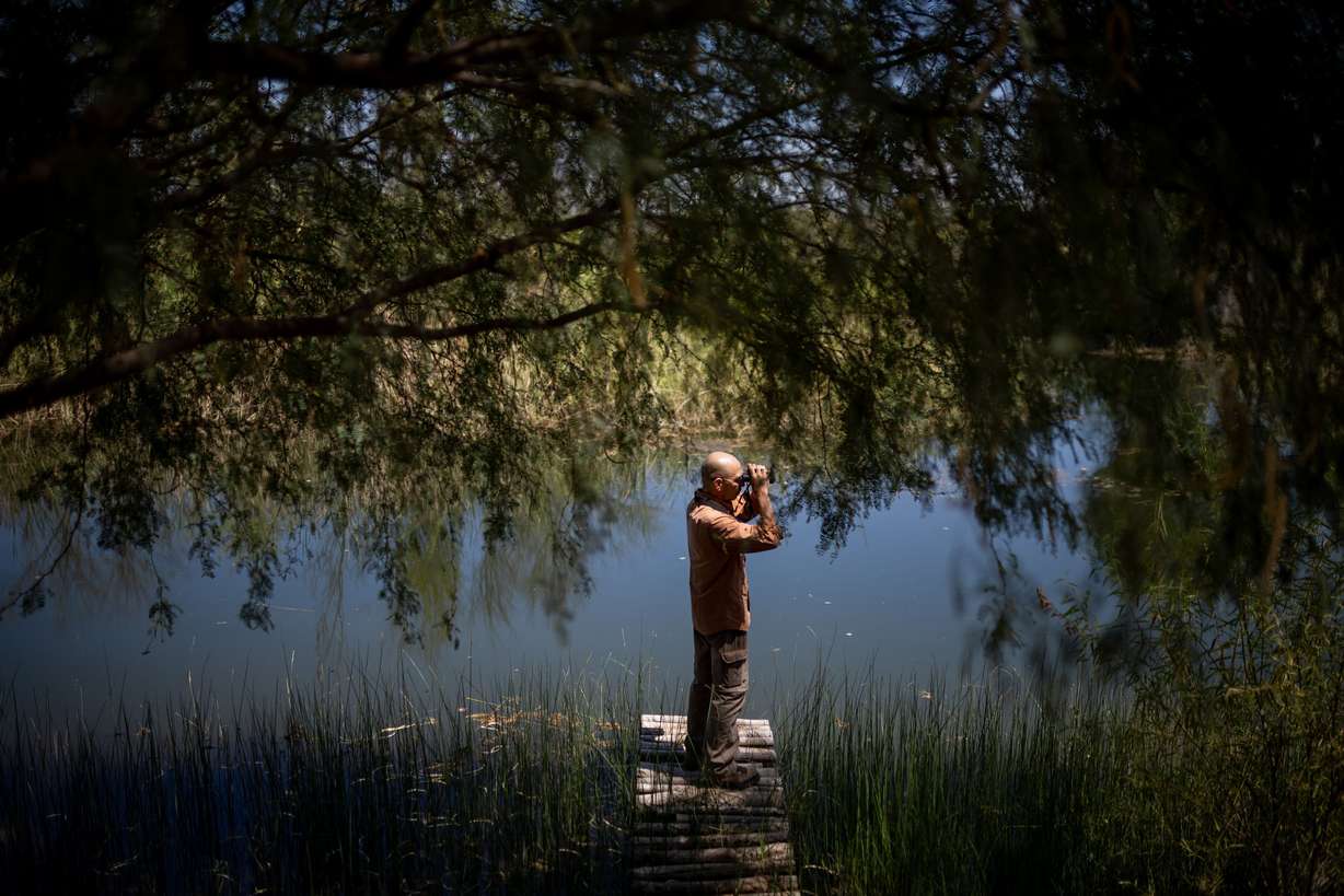 Tomás Enrique Rivas Salcedo, a restoration specialist for the Sonoran Institute, looks for wildlife on the banks of the Colorado River in a restoration area his organization established in Baja California, Mexico, on June 23.