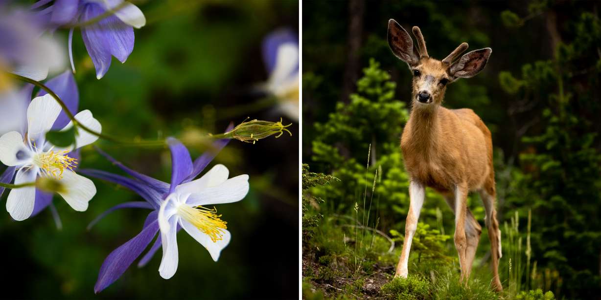 Columbine flowers grow, left, while at right a deer walks near the headwater of the Colorado River in Rocky Mountain National Park in Colorado on July 14.