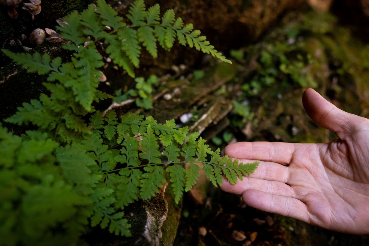 Eric Balken, executive director of Glen Canyon Institute, points out ferns growing from a water seep on the side of the walls of Clear Creek Canyon, a side canyon of the Escalante River arm of Lake Powell, on Oct. 6.