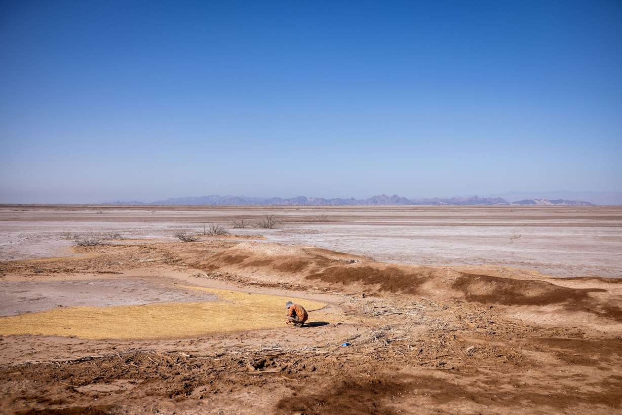 Tomás Enrique Rivas Salcedo, a restoration specialist for the Sonoran Institute, examines a bed of salt grass seed in the dry tidal estuary of the Colorado River Delta in Baja California, Mexico, on June 23.